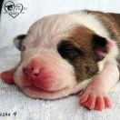 IRON LADY Child of Love