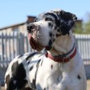 QUEEN OF HEARTS Delta Velorum