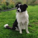 MEGI Diamond for Grinding FCI