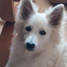 EMBER Alba Fortuna Moravia