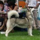 Ch Am I Dreaming Shanti Mal