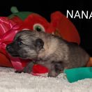 NANAMI Shaggy Fluff FCI