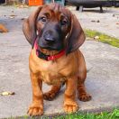 ELDORADO Bavarian Heritage FCI