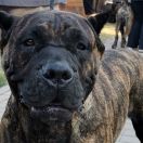 Los Guardianes De Jaqueline Bella