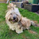 CELINA Pepasowe Ranczo