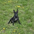 Z'ANI Dream Of Coffee FCI 