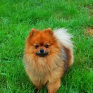 Horus Small Amber Heart