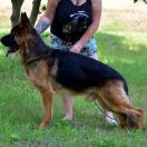 Ryzhaya Bestiya Illario Vikonto Hovard