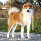 Fukumaru Go Hakufumy 