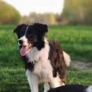 KANDI Diamond for Grinding FCI