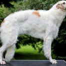 GREAT GALAXIA Impuls i Splendor