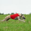 Borzomir Bakhruz Aziza