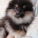 Alisa- Katrina Chudomir BY FCI