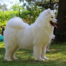 Smiling Miracle JUST LIKE HEAVEN