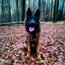 DOBRAWA DOVICKA Kingfran (FCI)