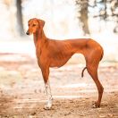 Aulad al Sahra's F'ATABA-NURI