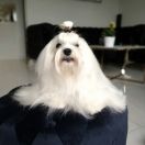 L-LARA Piccolo Cane York