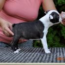 GRAUR BULLDOGS OFF OPTIMUS