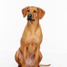 Villagedogs Princess In Purple Rain