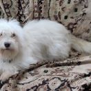 HAFIZ-CHAIR DEMEL`ZA POLDARK