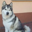 Laura Vasilyev Ostrov