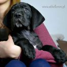 MEN IN BLACK Athel Loren 