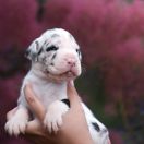 TATOOINE Athel Loren 