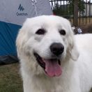 Hyrna z Borowej Stragi