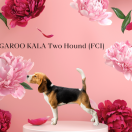 KANGAROO KALA Two Hounds FCI