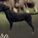 LARA Cnotliwy Nos (FCI) 