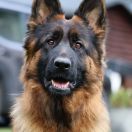 NUTELLA von Skorpionenblut