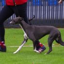 APPLETINI Ballada oWędrowaniu