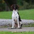 JORT V.H. VELHORSTERVELD