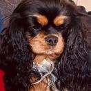 Miracle from Rowan Dreams (FCI)