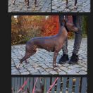 Ch. Zw.Klubu MORRISH DE KORRANTOH 