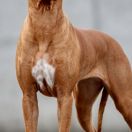 SHADOW OF ME SANCHI Looksgood