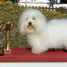 FRIZBEE Cobegarden (FCI)