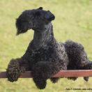 XENON z Płockiego Wzgórza