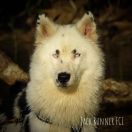 CHUNNI GWIAZDA Diament Jakucji