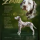 Eliot s Nevskih Ostrovov