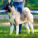 INDEVOR DO ANYTHING FOR LOVE