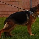 GIA Vom Valdfurter-Wald