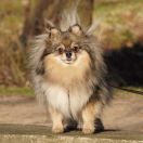 JULIET z Niedźwiedziej Gawry