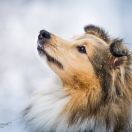 IRIS IN ARETE Figa Ruminy (FCI)