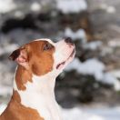 Karballido Staffs Prince of the rings 