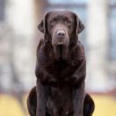 IRISLAV BROWN EDITION