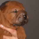 MELODY OF LOVE OBSESSED Baaroszero