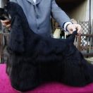 AMERYKANKA z Zagłębia