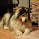 I LOVE SISSI Kriplyana 