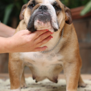 Hiacynta Z Grodu Dawida